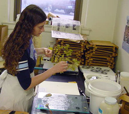 U.S. Herbarium